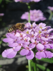Zbliżenie na pszczołę zbierającą pyłek z kwiatka