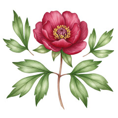 Watercolor crimson peony flower with detailed yellow stamens and green foliage isolated on white background