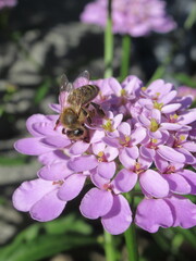 Zbliżenie na pszczołę zbierającą pyłek z kwiatka