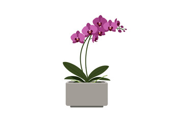 Pink Orchid in Grey Pot Houseplant.