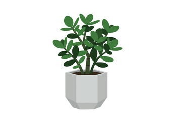 Obraz premium Jade Plant in a Modern Hexagonal Pot.
