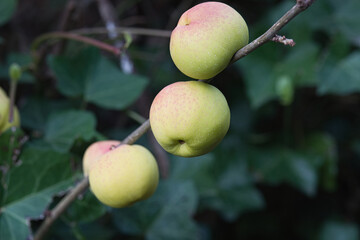 Apples from a Chaenomeles speciosa 'Simonii' bush 