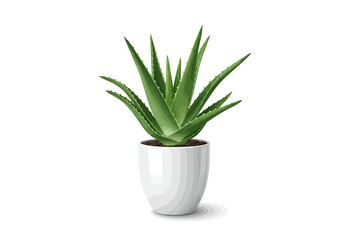 Aloe Vera Plant in White Pot.
