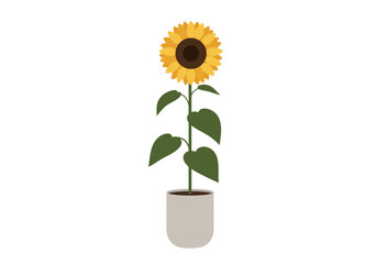 Obraz premium Single Sunflower in a Grey Pot.