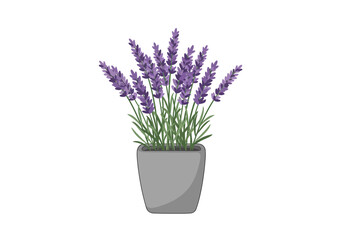 Fototapeta premium Potted Lavender Plant in Grey Pot.