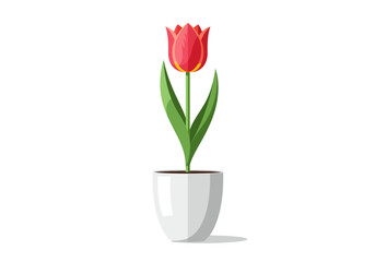 Single Red Tulip in White Pot.