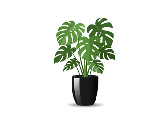 Monstera deliciosa houseplant in black pot.