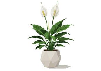 White Peace Lily Houseplant in Pot.