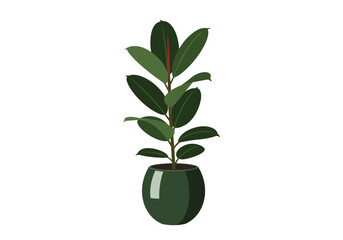 Green potted rubber plant indoor decoration.