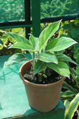 Hosta Francee or fortunei or plantain lily leaf plant