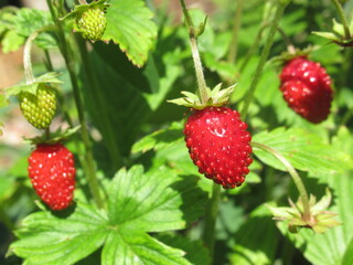 Zbliżenie na czerwone poziomki