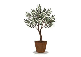 Olive Tree in Brown Pot Detailed View.