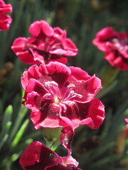 Zbliżenie na kwiaty goździka © Kumulugma