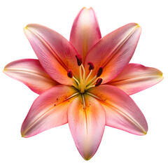 Naklejka premium Pink and Orange Lily Flower Close- Up Macro Detail Isolated on Black petals isolated on a transparent background