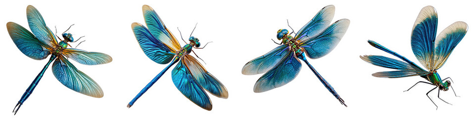 Stunning Blue Dragonflies in Various Poses 