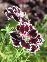 Zbliżenie na kwiaty goździka © Kumulugma