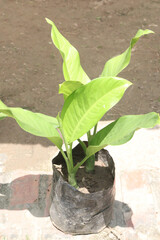 Golden Peace Lily leaf plant on bag