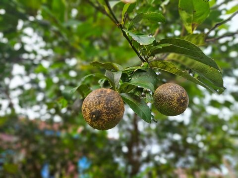 Citrus canker on tree