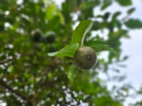 Citrus canker