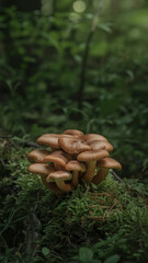 Cluster of honey mushrooms growing on mossy forest floor