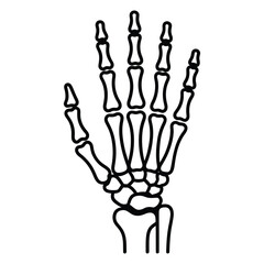  Detailed outline of a human skeleton hand with visible bones and joints