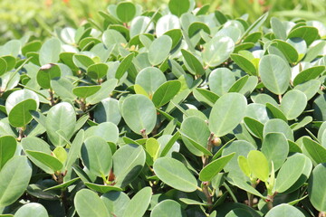 Ficus microcarpa tree plant on farm