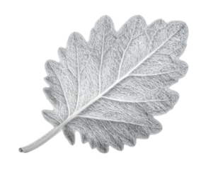 Single Dusty Miller Leaf, Front-Facing View, Isolated on Transparent Background