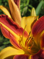 Zbliżenie na kwiat liliowca