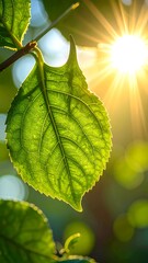 Close-up vibrant green leaf bathed in sunlight