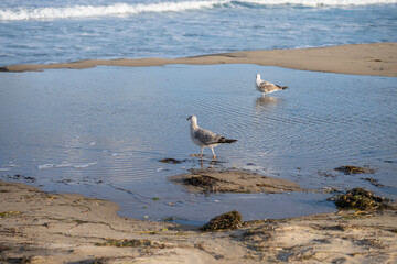 Two seagulls stand quietly by a reflective tidal pool on a sandy beach, framed by ocean waves and soft coastal light.