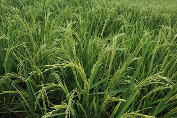 Rice in the rice fields grows well