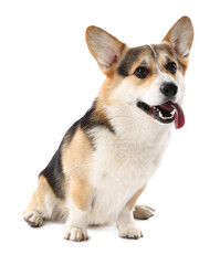 Cute Welsh Corgi on white background. Adorable pet