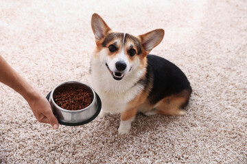 Owner giving dog food in feeding bowl to cute Welsh Corgi, closeup