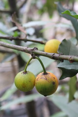 Garcinia intermedia or baraba fruit on tree