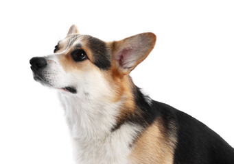 Cute Welsh Corgi on white background. Adorable pet