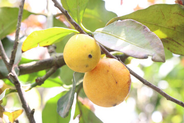 Garcinia intermedia or baraba fruit on tree