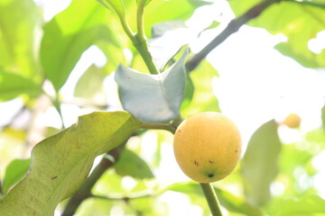 Garcinia intermedia or baraba fruit on tree