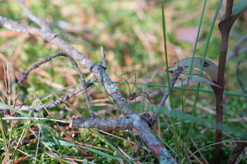 Daddy Long Legs (Harvestman) Spider Sitting on Lichen-Covered Twig Among Green Forest Moss and Grass, Macro Nature Shot