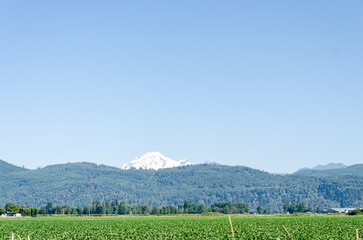 Agricultural farms in Chilliwack, Fraser Valley, BC, Canada. Mt. Baker is seen in the background