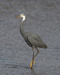 Western Reef Egret or Egretta gularis at Arnala Jetty Maharashtra