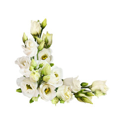 White eustoma flowers in a corner arrangement isolated on white or transparent background