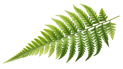 Green fern frond with detailed leaf structure isolated on a transparent background