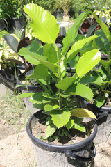 Dillenia indica commonly known as Elephant apple fruit plant