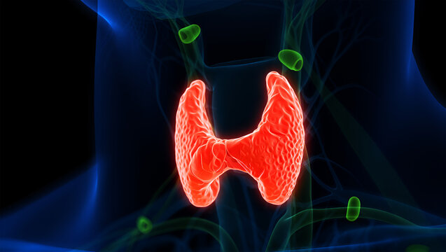 Red thyroid gland green parathyroid glands endocrine anatomy image