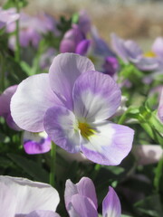 Zbliżenie na kwiaty bratka © Kumulugma