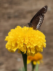 butterfly on flower