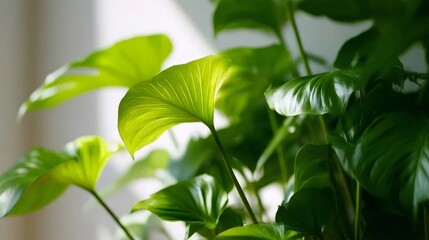 Obraz premium 明るい背景で鮮やかな緑の葉を持つ観葉植物