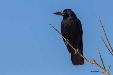 Rook standing on a branch