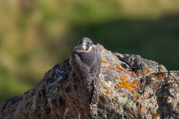 Peregrine Falcon standing on a cliff looking up