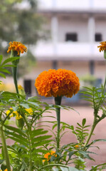 orange flowers in the garden